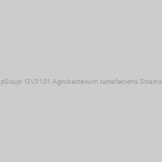 Image of pSoup/ GV3101 Agrobacterium tumefaciens Strains